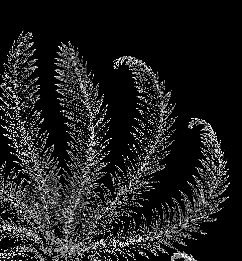 Antedon feather star, the organism that inspired the company name